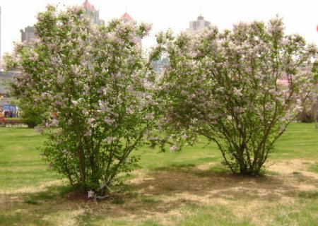 丁香花开图片