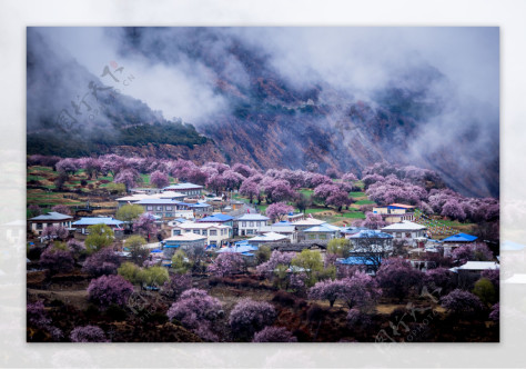 林芝桃花开放