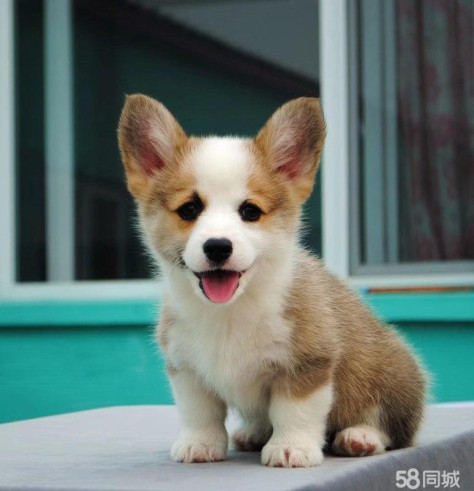 北京个人家养宠物·个人出售，柯基，柯基犬，柯基幼犬，保证纯种健康，价格可商量