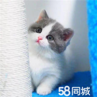 狗狗乐园·自家繁殖 深圳蓝猫 蓝白幼犬 上门[自提六 百一只】保养活 送用品