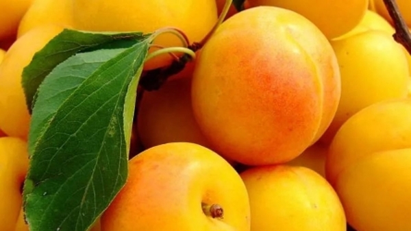 属于杏子的季节，你吃了哪一种？