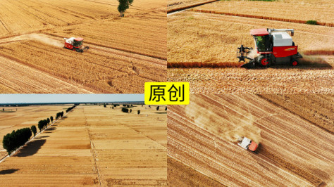 航拍收割成熟的麦田小麦4K
