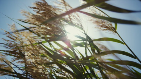 大漠沙漠黄沙漫天沙漠绿植戈壁滩