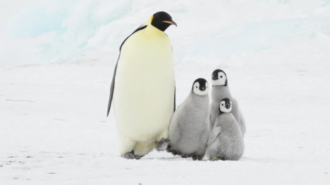 带着两个小企鹅的帝企鹅