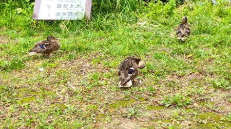 鸭子公园 朝阳公园