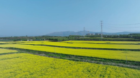 油菜花 油菜花田 特写 航拍 4K