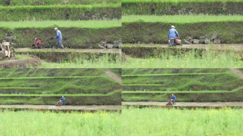 农民在水稻田劳作
