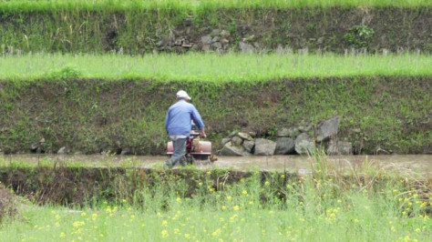 农民在水稻田劳作