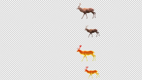 动物 鹿走路动画 透明通道苏格兰红鹿麋鹿
