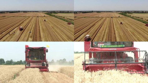 小麦丰收小麦收割夏粮丰收农业机械化