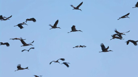 东方白鹳 黄河三角洲 黄河湿地 鸟类迁徙