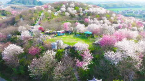 杭州樱花园春天漫山遍野樱花航拍