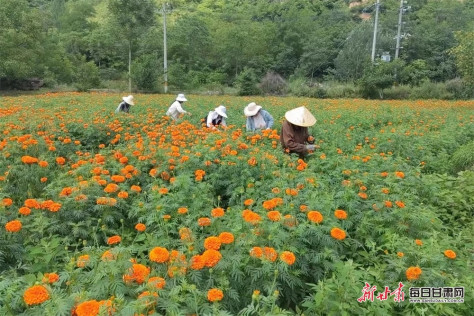 菊海翻滚花飘香 “丰”景如画采摘忙