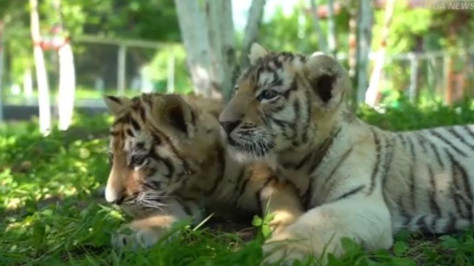 Breeding center in China welcomes over 30 Siberian tiger cubs