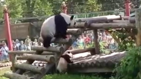 Panda Cub Katyusha shines in climbing video at Moscow Zoo