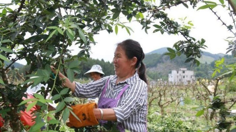 Mit dem Anbau von Sichuan-Pfeffer zu Wohlstand gelangen