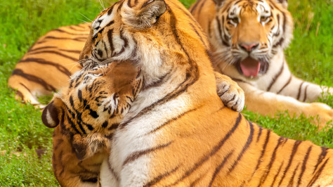 Newborn tiger cubs meet visitors in China's Shenyang