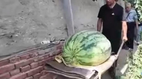 90-kilogram 'Watermelon King'