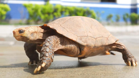 Yunnan police find four rare turtles, a protected species