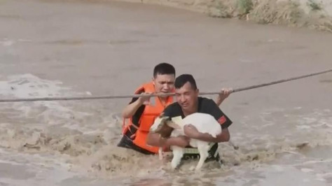Sheep rescued from rising waters in Xinjiang