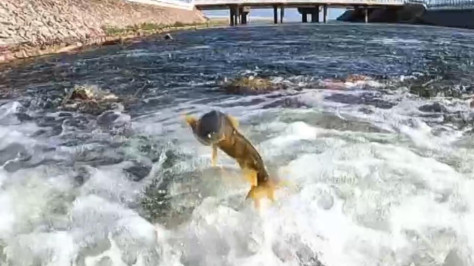 The spawning journey of Qinghai Lake's naked carp