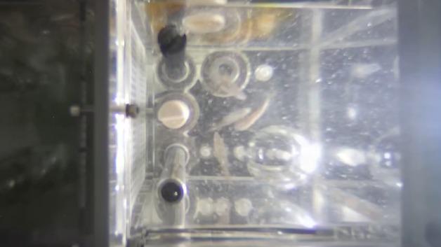 Zebrafish in good conditions after 20 days in China's space station