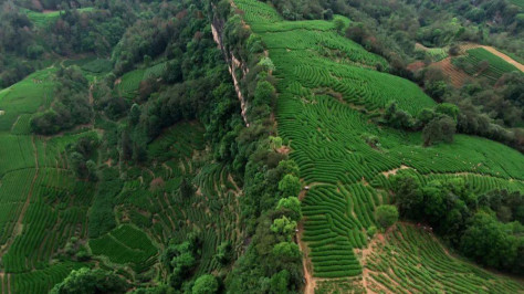 国家茶产业计量测试中心将落户福建武夷山
