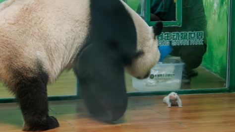 Eldest of world's only panda triplets bears cub in Guangzhou