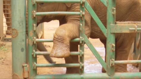 Asian elephants have soles cleansed with relaxing pedicure in Yunnan