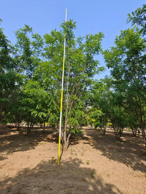 河北武安香花槐育苗基地