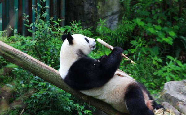 南京：大熊猫五一“营业”