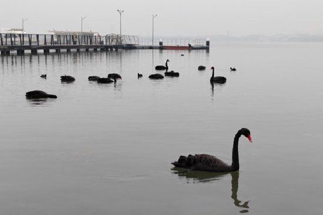 十四只黑天鹅来郑州北龙湖“过年”（组图）