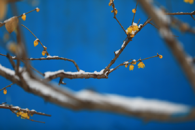新年首雪 郑州植物园内赏蜡梅（组图）