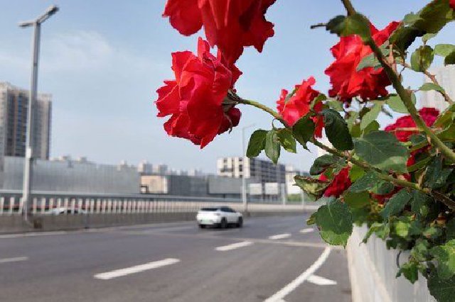郑州立交桥“空中花廊”月季绽放（组图）