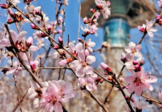 春来早，市区这座山桃花开满坡！