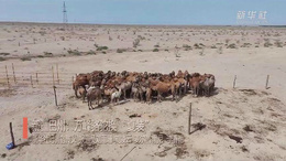 新疆巴州：万峰骆驼换“夏装”