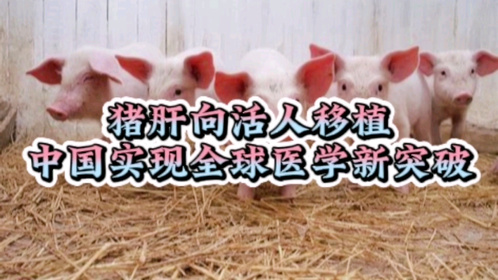 中国科学家创造全球首次：猪肝移植拯救肝癌患者生命！