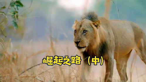 崛起之路（中）：幼狮被鬣狗围攻母狮支援，但母狮也顶不住逃跑了
