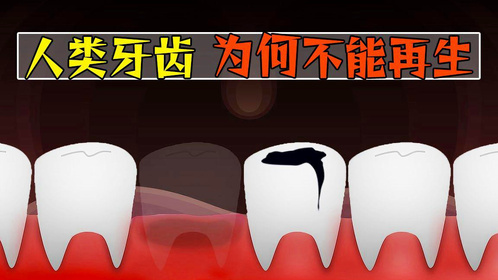 为什么人类牙齿只能换一次，某些动物却能终生不断换牙？