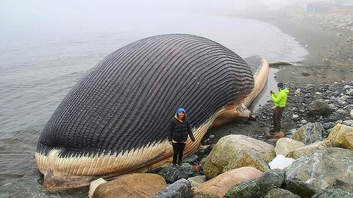 鲸爆的威力有多大，堪称自然界最臭的的生化武器，什么原理