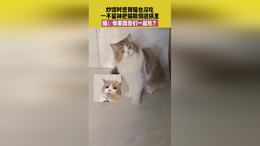 5月22日，陕西，炒饭时想到猫也没吃，一不留神把猫粮倒进锅里，猫：你要跟我们一起吃？ 