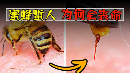 为什么蜜蜂蜇人后会死？它自己知道蜇人后会死吗？