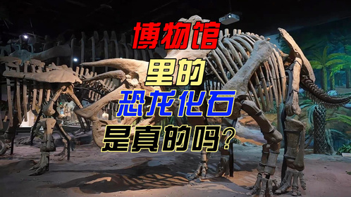 博物馆中的恐龙化石都是真的吗？如何制作恐龙化石骨架？