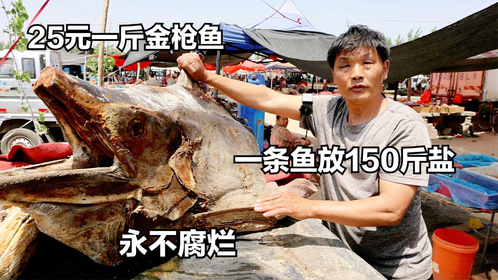 山东大哥卖金枪鱼，25元一斤，一条鱼放150斤咸盐腌，永不腐烂