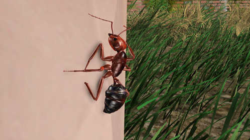 【动画】红火蚁已入侵12省，多人被咬严重可致死，官方提醒！
