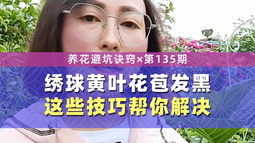 绣球黄叶花苞发黑怎么救治？这些技巧帮你解决