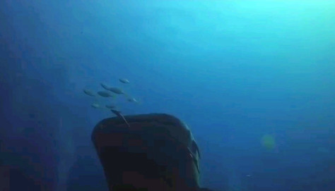 泰国潜水，近距离接触鲸鲨