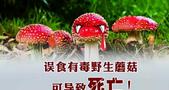 云南省野生菌中毒风险地图新鲜出炉：野生菌中毒高风险地区6个