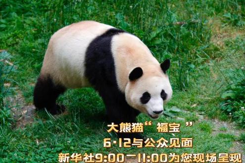 大熊猫“福宝”见面会