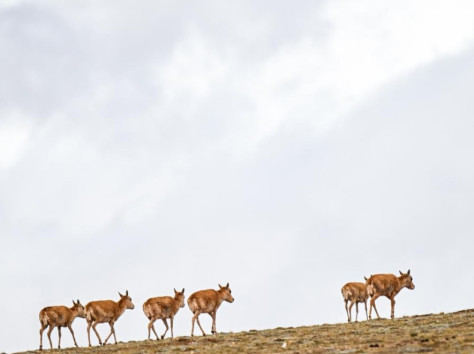  可可西里藏羚羊进入迁徙高峰